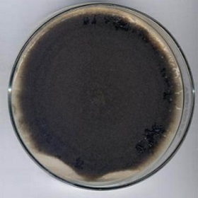 alternaria black mould